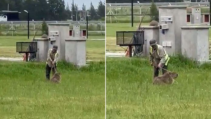Canning: denunciaron que un grupo de hombres golpeó brutalmente a un carpincho hasta dejarlo en estado crítico
