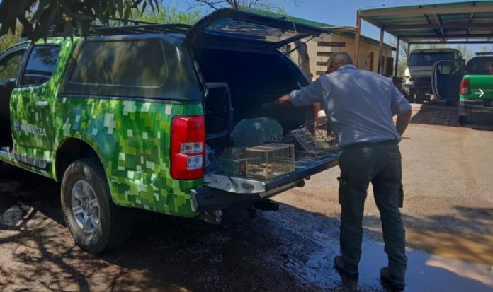 Rescataron varias aves protegidas que eran trasladadas desde Catamarca a Mendoza de forma ilegal