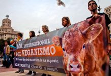 Día Mundial del Veganismo: orígenes y líderes de un movimiento que nació de un joven que solo quería evitar la explotación animal