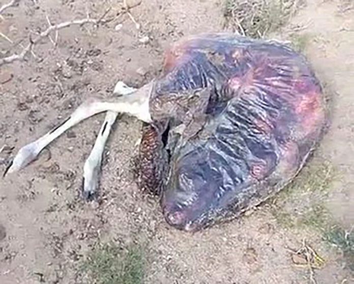 Productores de Chubut denuncian una matanza de guanacos en sus campos: “Los asesinan brutalmente, sin escrúpulos”