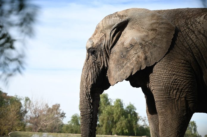 Difundieron los motivos de la muerte de Kenya, la elefanta que fue trasladada desde Mendoza a Brasil