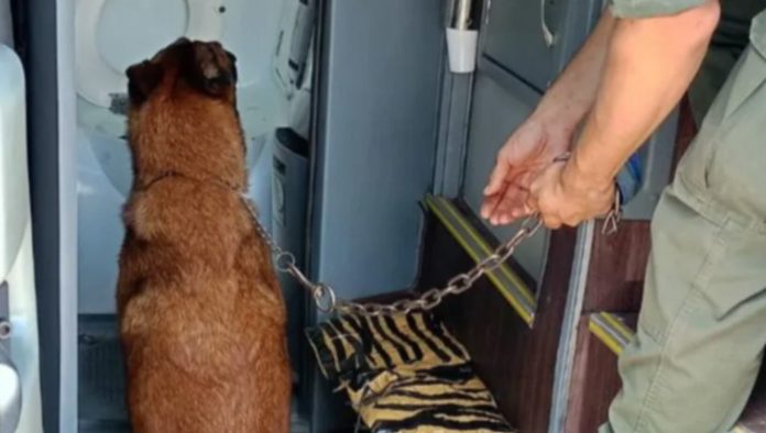 Encontraron más de un kilo de cocaína oculto en el baño de un micro que viajaba de Salta hacia Neuquén