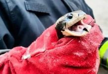 Una boa de más de dos metros apareció en una casa en Salta y se desplegó un operativo de rescate