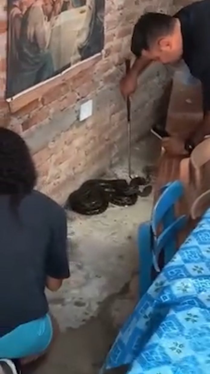 Una mujer encontró una serpiente de casi dos metros en la cocina de una capilla de Chaco
