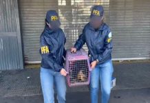 La Policía Federal rescató a un mono que estaba en cautiverio en el barrio porteño de Retiro