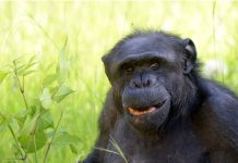 Murió Tomy, el chimpancé que vivió en el Bioparque de La Plata y quisieron declarar “sujeto de derecho”