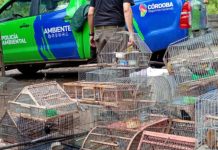 Rescataron más de 40 animales silvestres cautivos en casas particulares en Córdoba