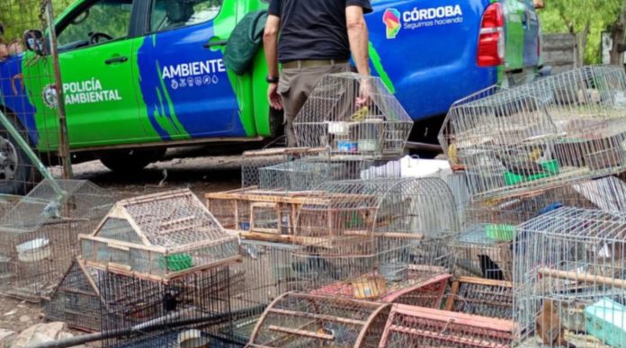 Rescataron más de 40 animales silvestres cautivos en casas particulares en Córdoba