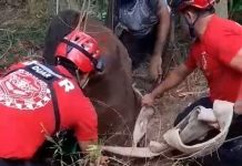 Tras un amplio operativo, rescataron a un caballo que cayó en un pozo ciego de tres metros de profundidad en Córdoba