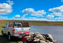 Una jauría de perros mató a más de 100 corderos de una escuela rural de Tierra del Fuego: “El trabajo de todo el año se tiró a la basura”