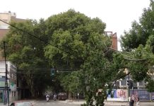 Una serie de fuertes ráfagas de viento provocaron destrozos y caída de árboles en Rosario
