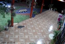 Una yaguareté amenazada, un traslado en Misiones y el misterio de sus dos cachorros: cronología de un caso bajo investigación